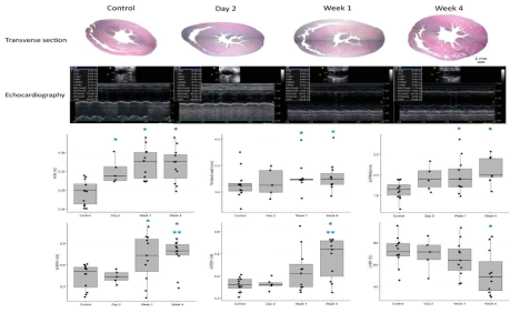 TAC 유도 후 시기에 따른 좌심실 중간 높이에서 측정한 심장의 횡단면 두께(상)와 심초음파상 좌심실 내강 크기 및 벽 두께의 변화(중). TAC 유도 후 2일째 이미 전반적인 심장 질량이 증가해 있으나, 병리 조직 및 심초음파 검사를 통해 확인한 심근 벽의 두께, 내강의 크기 등은 1주일째에야 유의한 증가를 보임(하)