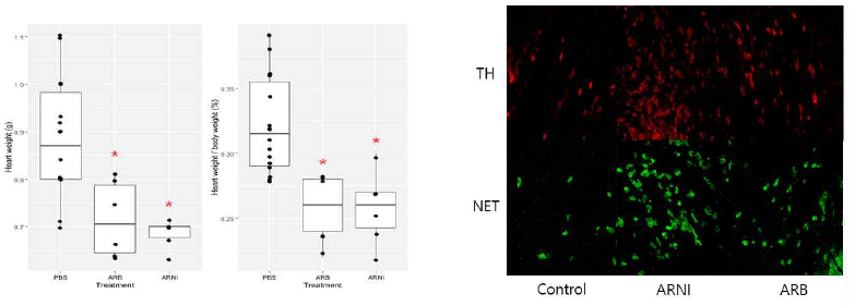 ARNI, ARB 치료와 치료 없이 관찰한 대조군 간의 심비대 진행 정도 및 병리조직 상 심근 교감신경 밀도의 비교. 대조군에 비해 ARNI, ARB 치료군에서 심비대가 유의하게 적고, NET, TH 밀도가 저명하게 높았음