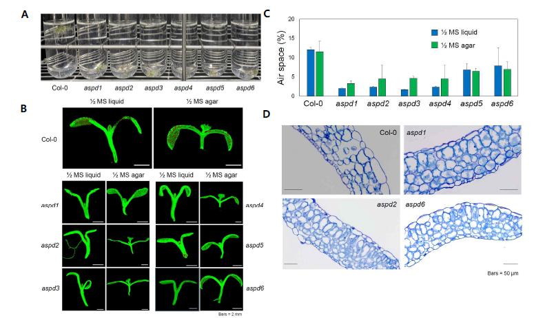 공기층형성의 조절인자 동정을 위한 genetic screen. (A) 돌연변이체 스크리닝을 위한 식물체의 부양 능력 측정. (B) microCT를 이용한 돌연변이체의 기실 3D 이미지. (C) microCT를 통한 기실의 부피 비율 정량. (D) 선별된 돌연변이체들의 잎 횡단면 분석.