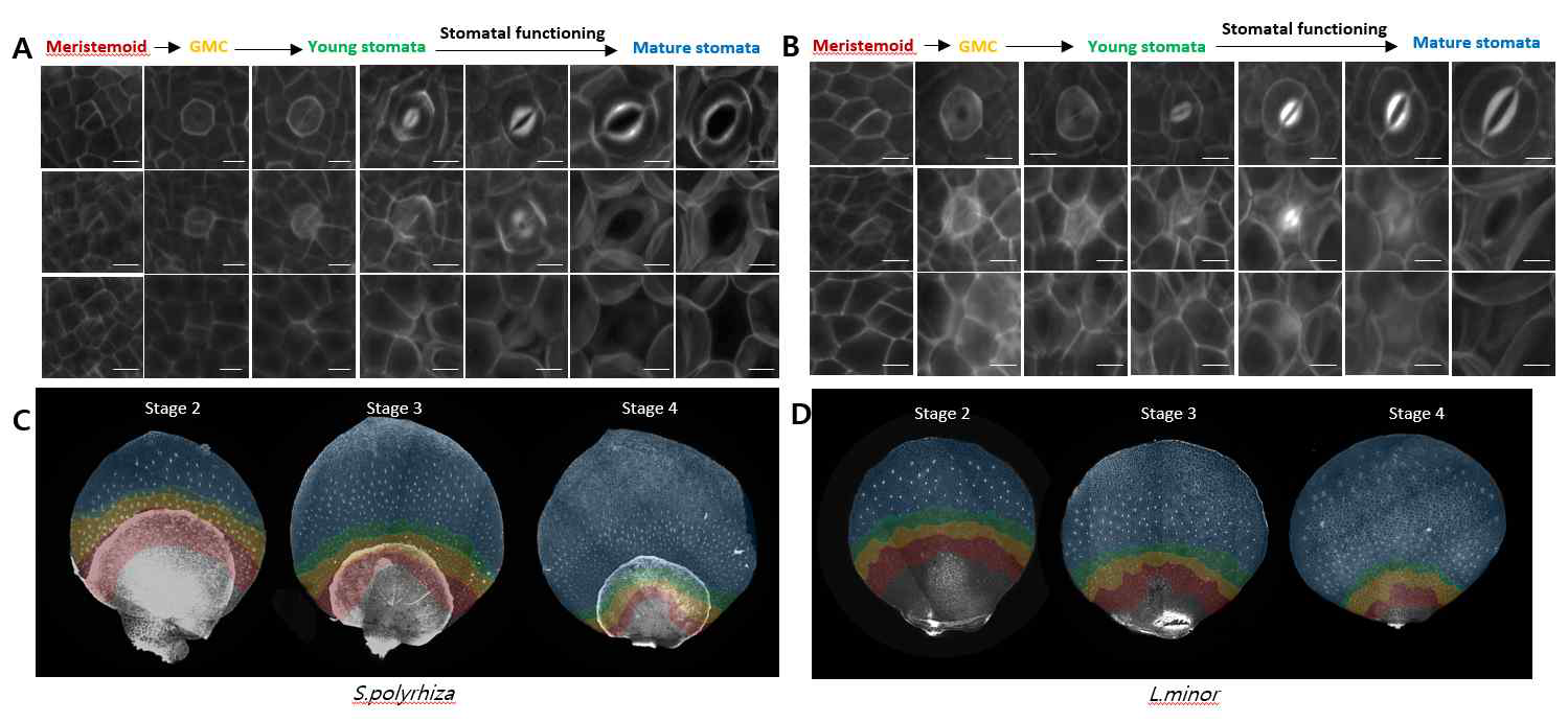 기공의 발달과 통기조직 형성의 연관성 분석. (A-B) confocal 현미경을 통해 공변세포의 발달 과정 및 그 에 따른 아래쪽 공간 형성의 과정 이미지. (C-D) 딸 엽상체의 발달 단계에 따른 공변세포의 stage별 분포.