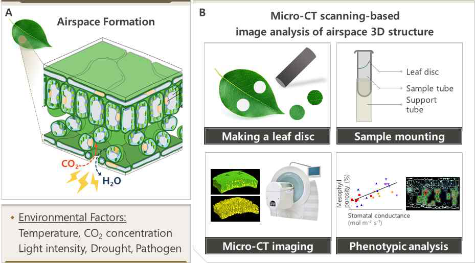 Micro-CT를 활용한 기실 (airspace)의 3차원적 구 조 분석. (A) 잎의 단면도. CO2의 효과적인 확산을 위한 기실이 sponge mesophyll cells에 존재함. (B) Micro-CT 를 활용한 기실의 3차원적 구 조 분석 방법.