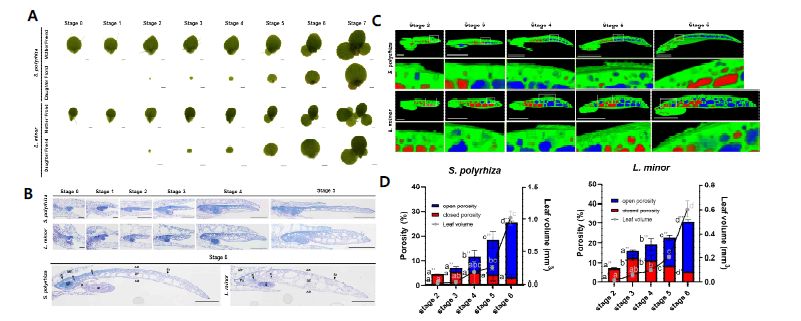 개구리밥의 생장에 따른 엽상체의 기실 발달 분석. (A) 생장 외형에 따른 발달 단계. (B) 발달 단계별 횡단 면 관찰. (C) microCT를 이용한 개구리밥 엽상체의 기실 관찰. 빨간색은 닫힌 기실이며, 파란색은 기공을 통해 열린 기실. (D) 엽상체 전체 부피에 대한 기실의 부피 비율
