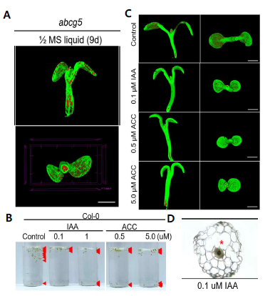 Hypoxia에 의해 유도되는 통기조직의 3차원적 특 성 규명. (A) microCT로 촬영한 abcg5 결손 돌연변이체의 통기조직 형성. (B) 수중에서 키운 식물의 부양 능력을 호 르몬 처리 조건 하에서 측정. (C) 호르몬 처리 조건 하에 서 hypocotyl의 통기 조직 형성을 microCT로 촬영. (D) 호 르몬 처리 조건에서 통기 조직의 횡단면 관찰