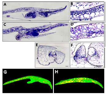야생에서 채집한 개구리밥 통기조직의 구조 적 특성. (A-F) 개구리밥 통기조직의 횡단면 관찰. (G-H) microCT를 활용한 통기조직의 3차원적 구조 분석.