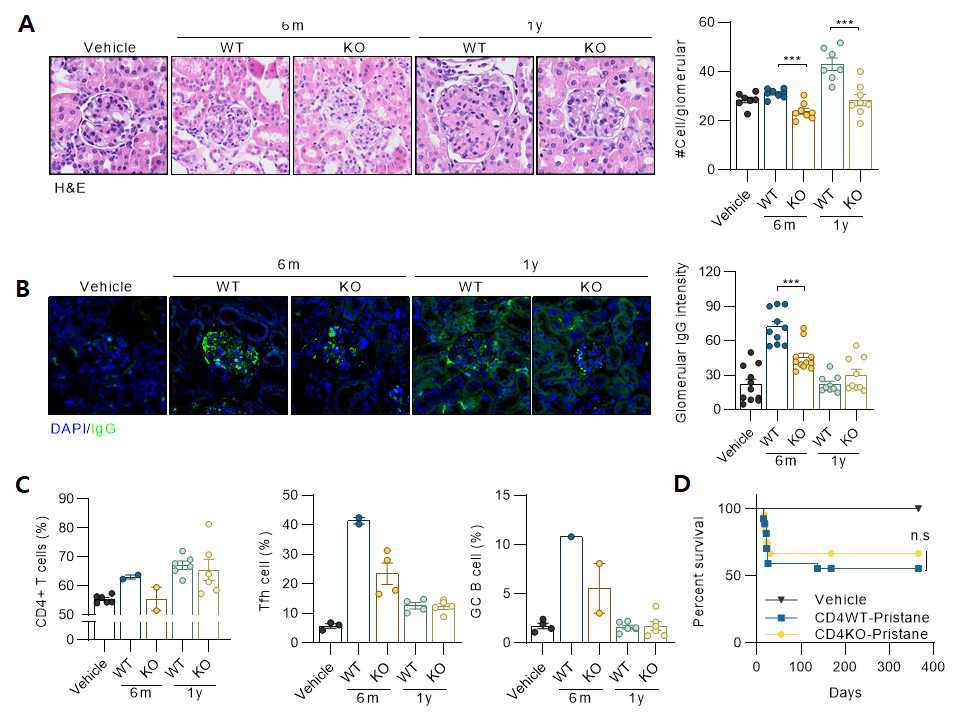 Pristane-induced lupus like disease 마우스 모델에서 CD4 특이적 PDK 결손 마우스를 이용하여 루푸스 신장염 중증도 평가 (A) glomerular H&E 염색 및 glomerular hypercellularity (B) glomerular 이뮤노글로블린 면역 항체 침착 정도 (C) 비장 CD4+ T cell, follicular helper T cell 및 germinal center B 세포 비율 (D) 루푸스 생존률