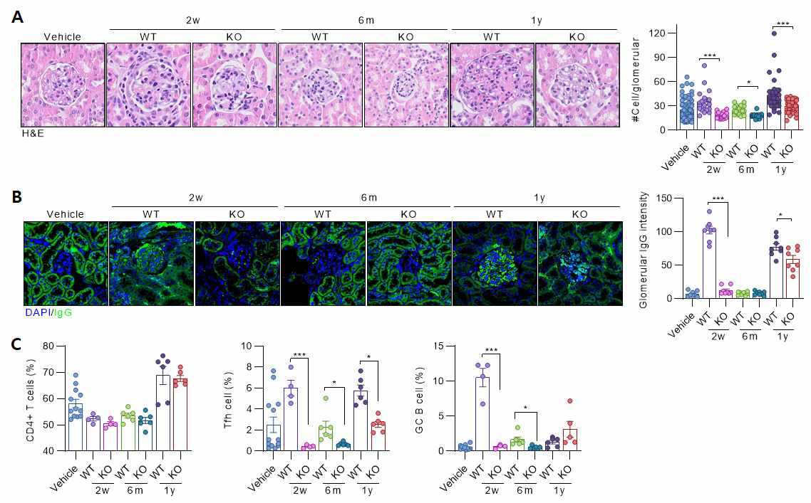 Parent-to-F1 trnasfer 모델에서 CD4 특이적 PDK 결손 마우스를 이용하여 루푸스 신장염 중증도 평가 (A) glomerular H&E 염색 및 glomerular hypercellularity (B) glomerular 이뮤노글로블린 면역 항체 침착 정도 (C) 비장 CD4+ T cell, follicular helper T cell 및 germinal center B 세포 비율