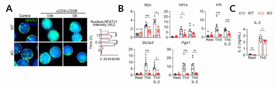 PDK 저해시, cytosolic calcium level 감소에 의해, NFAT activation 감소. (A) NFAT nucleus translocation (B) NFAT-motif를 가지는 유전자 발현 감소 (C) IL-2 cytokine 분비 감소