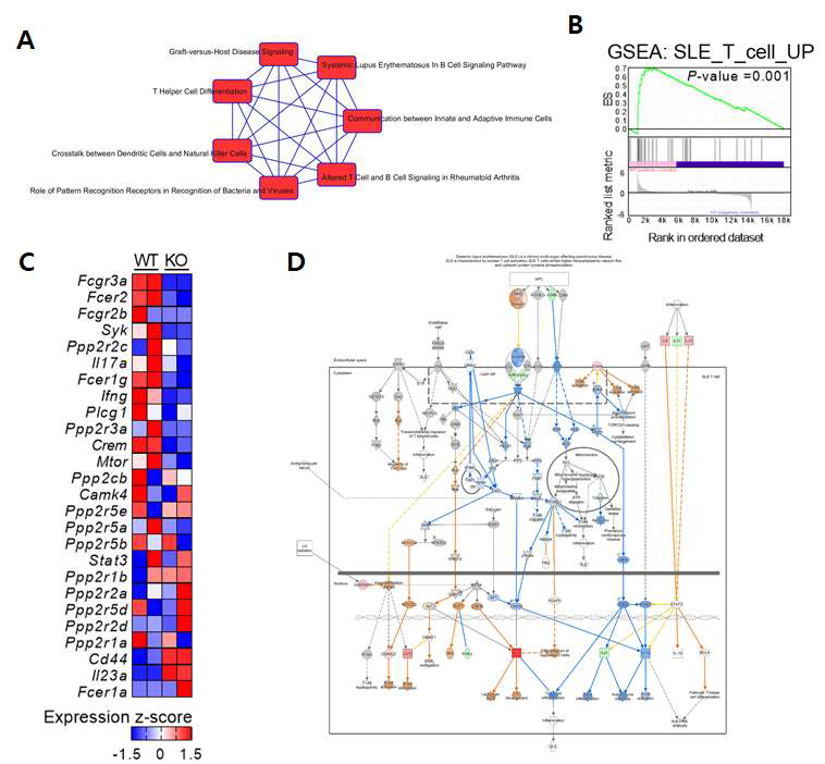 PDK 결핍 마우스 CD4 T 세포 RNA-seq을 통한 기전 분석 (A) Gene enrichment를 통하여 GvHD, SLE, RA,등 다양한 자가면역질환과 관련성 (B-C) SLE T 세포 관련 유전자 발현 양상 GSEA 분석 결과 및 발현양 heatmap (D) SLE T 세포 관련 기전 모식도. 유전자 발현양 감소 (파랑색 화살표)와 증가 (빨간색 화살표)를 통해 전반적 기전 감소 확인.