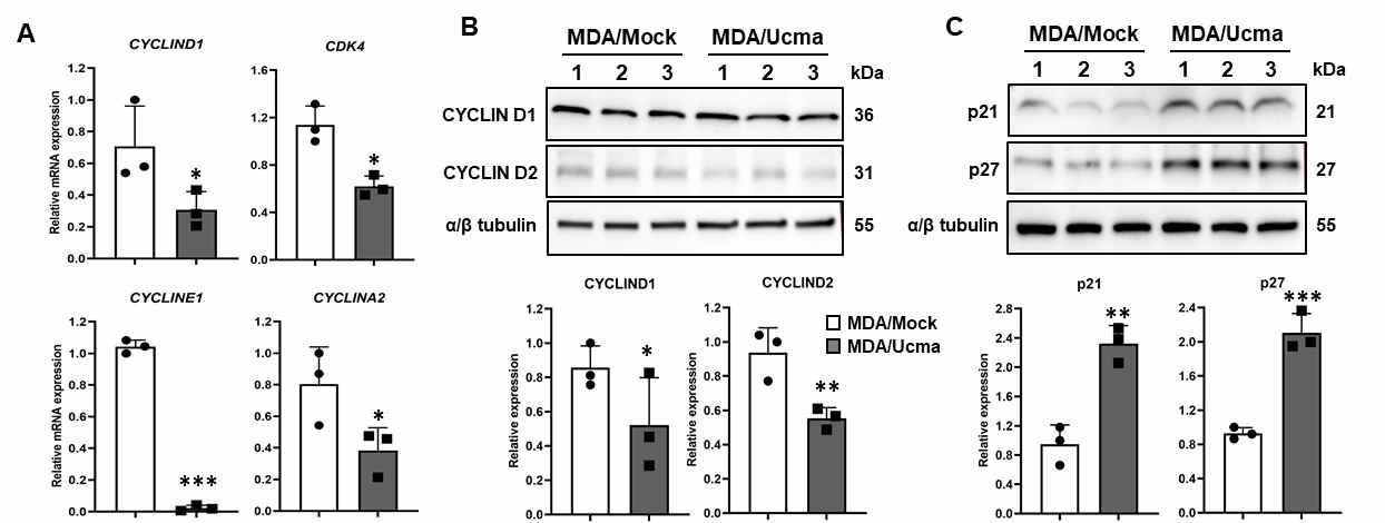 Ucma 과발현된 MDA-MB-231 암세포 (MDA/Ucma)에서 세포주기 조절 인자의 변화 관찰