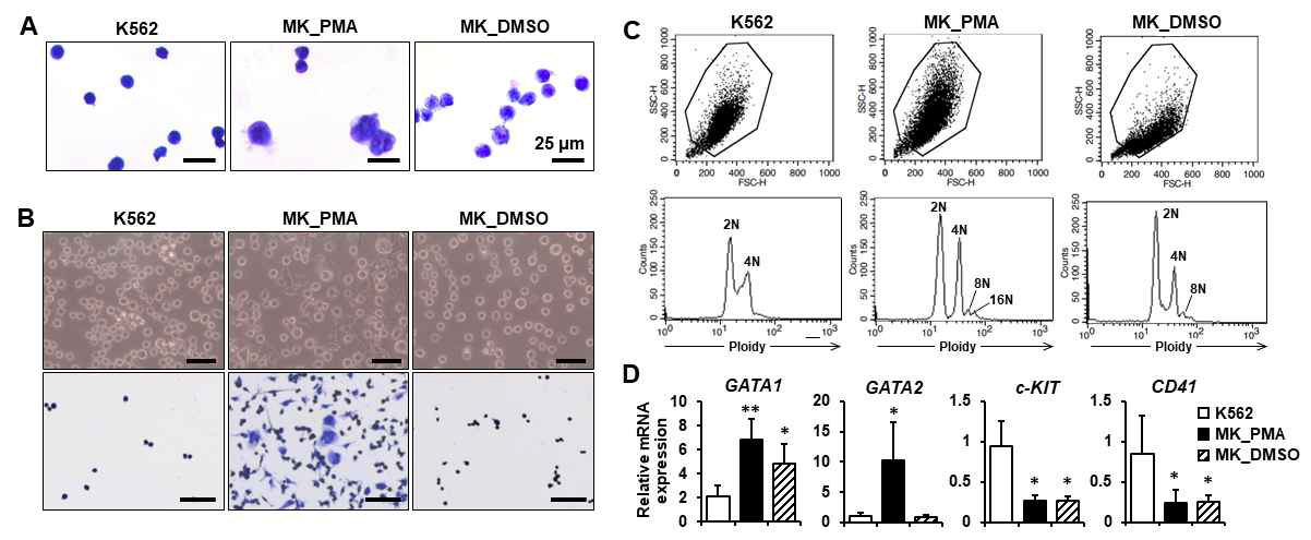 K562 leukemia cells의 megakaryocytes(MK, 거핵구)로의 분화와 특성. PMA 처리한 세포(MK_PMA) 에서 거핵구성 크기(A)와 세포 부착능(B) 증가. MK_PMA에서 증가한 배수체(C) 및 거핵구 마커 유전자 발현(D).