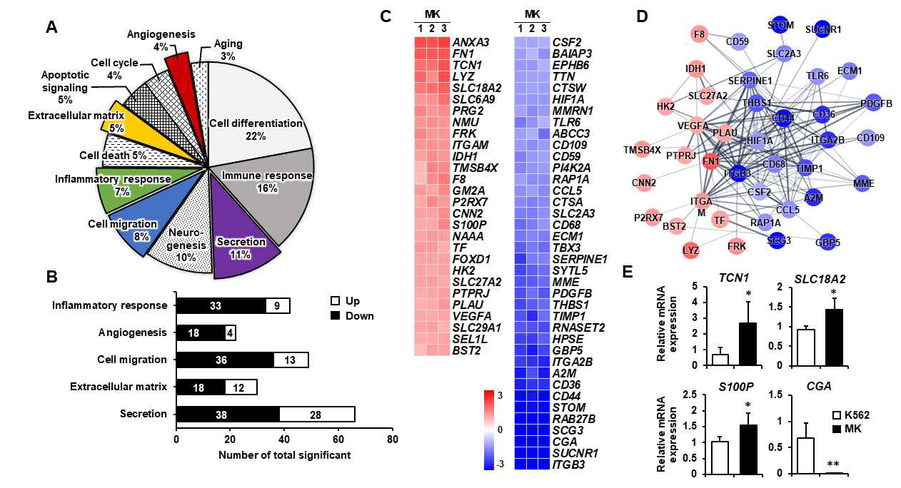 K562 leukemia cell differentiation into megakaryocytes (MK). (A,B) MK로의 분화에 의해 변화하 는 유전자 Pie chart 및 선정된 5개 카테고리에서 의미있게 변화한 유전자 수. (C,D) Secretion 카테고리에서 의 미있게 증감한 유전자 Heatmap과 단백질 STRING 분석. (E) 대표적 유전자 발현 분석 및 S100P 발현 확인