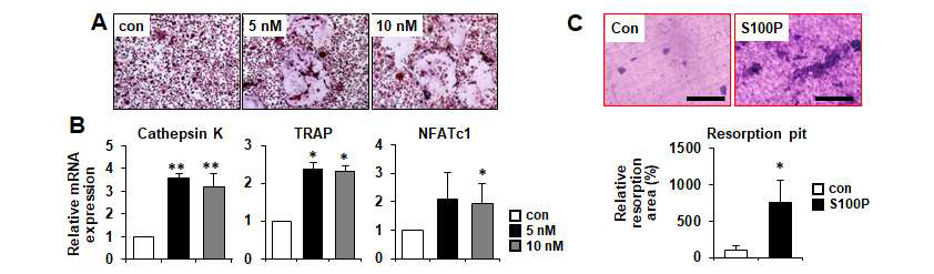 S100P에 의한 파골세포 분화 및 활성 변화 분석. (A,B) S100P 재조합 단백질에 의한 파골세포 분 화 및 분화마커 증가. (C) S100P 재조합 단백질에 의한 파골세포의 골흡수 활성 증대.
