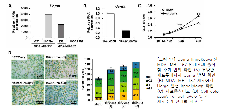 Ucma knockdown된 MDA-MB-157 암세포의 증식 및 주기 변화 확인 (A) 유방암 세포주에서의 Ucma 발현 확인 (B) MDA-MB-157 세포에서 Ucma 발현 knockdown 확인 (C) 세포증식비교 (D) Cell color assay for cell cycle 및 각 세포주기 단계별 세포 수