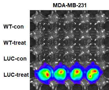 IVIS imaging to luciferin-treated MDA-MB-231 Luc+ cells