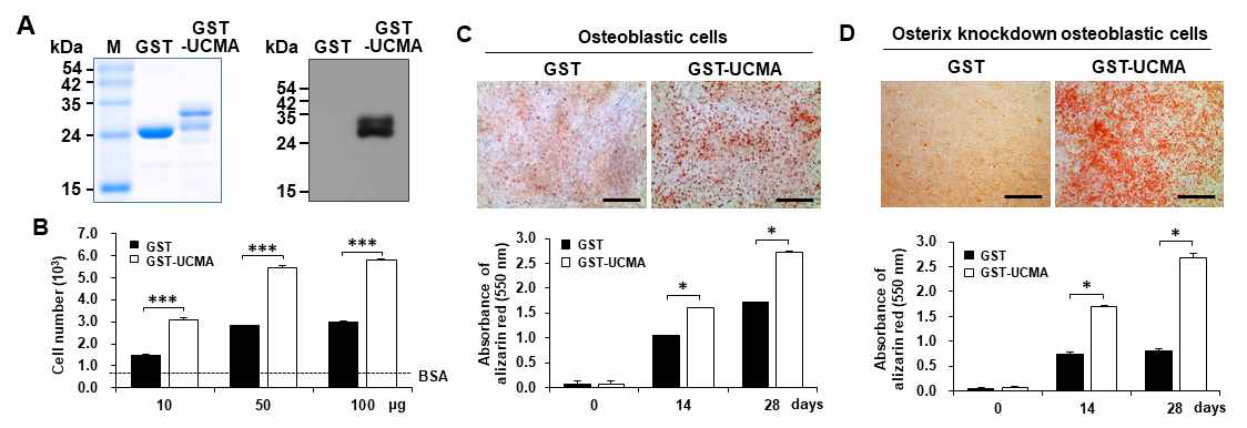 재조합 GRP/Ucma 단백질 분리 및 조골세포 분화 증대 효과 입증. (A) 재조합 단백질 GST-UCMA 분리 및 확보 (B) GST-UCMA에 의한 조골세포 부착능 증대 확인. (C,D) GST-UCMA에 의한 조골세포 분화능 증대 (C) 및 Osterix knockdown 조골세포 분화능 회복 (D) 확인.