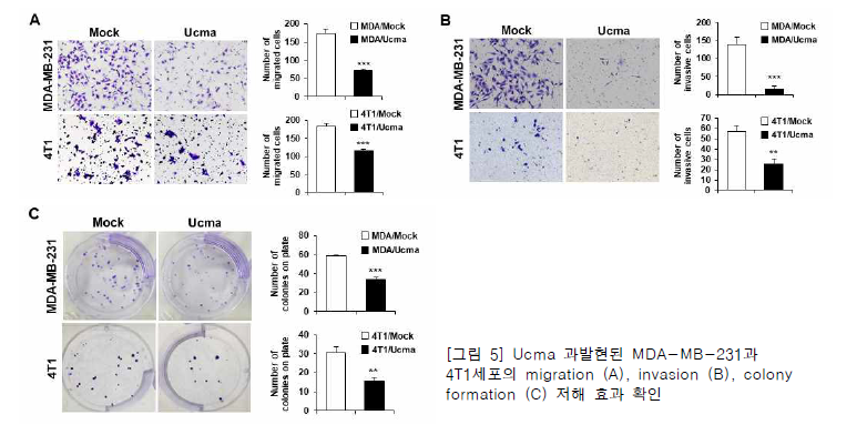 Ucma 과발현된 MDA-MB-231과 4T1세포의 migration (A), invasion (B), colony formation (C) 저해 효과 확인