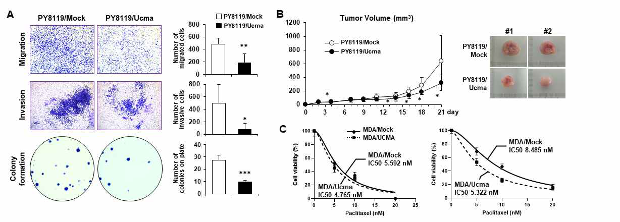 (A,B) 삼중음성유방암 PY8119에서 Ucma 과발현에 의한 암세포능 분석. (C) 항암제 Paclitaxel에 의한 MDA-MB-231 유방암세포의 내성 비교