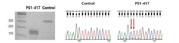 PS1-G417A의 제한효소 실험(왼), sanger sequencing 결과(오)