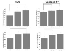 Aβ 처리 후 각 세포에서의 ROS 및 Caspase 3/7 분석