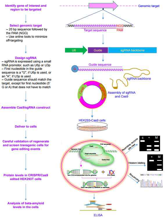 CRISPR/Cas9을 통한 유전자 하고자 함. 변형 세포 제작과정