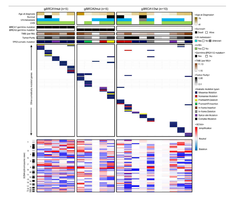 Genomic mutational characterization of 20 HGSOC samples. The distribution of somatic mutations among three categories of samples.