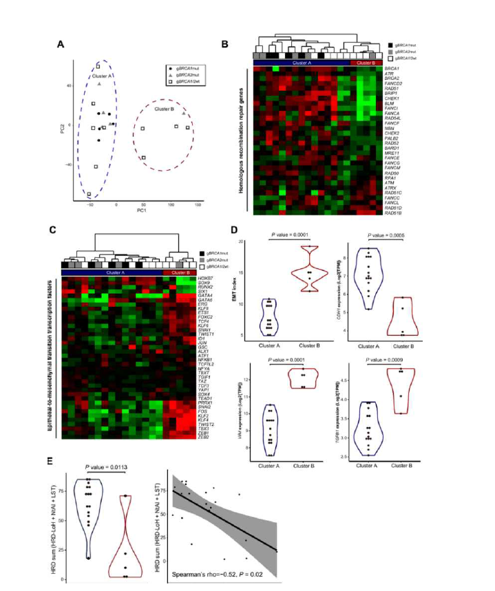 Two distinctive patterns of molecular subtype identified through RNA-seq data analysis. (A) Transcriptional landscape of HGSOC samples through principal component analysis. Samples are represented by different shapes and colors by their origin and grouped according to K-means clustering with k = 2 (cluster A and cluster B). (B) Hierarchical clustering of samples represents the expression profile of 30 HRR genes. (C) Hierarchical clustering of samples with the expression profile of 38 EMT-TFs reproduced the result from the PCA analysis. (D) Violin plots showing difference in EMT index and gene expressions of CDH1, VIM, and TGFB1 between cluster A and cluster B. Each p value was calculated via Mann–Whitney U test. (E) A violin plot-view of HRD score distribution between cluster A and cluster B (left), and relationship between EMT-index and HRD sum scores (right).