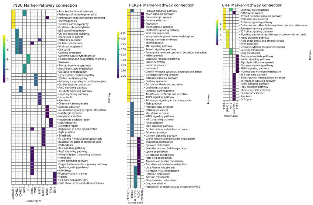 유방암의 3가지 아형에 대해 탐색한 (일부) 마커 유전자(가로축)와 다양한 신호전달 경 로(gene set)의 연관성을 나타낸 그림. 많은 pathway와 관련이 있는 마커일수록 표적으로 활용 가능한 것으로 보이며 ER+ 및 HER2+ 유형의 경우 이미 잘 알려진 ESR1과 ERBB2가 선별된 마커에 포함되어 있어 TNBC에 대해 선별된 마커 역시 표적으로 활용될 수 있을 것으로 판단 됨. 물론, 그러기 위해서는 관련 pathway들의 기능과 해당 pathway에서 해당 마커의 역할을 확인해야 함. (향후 이에 대한 추가적인 연구를 진행할 계획임.)