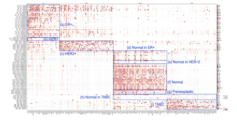 세포별 유방암 아형 판정 결과로부터 세포들을 재그룹핑을 하여 각 그룹별로 아형의 마커 유전자가 발현된 세포의 percentage(circle의 크기)와 평균 발현 정도(circle의 색)을 보여 주는 dot-plot. 행: 환자 (한명의 환자에 대해 Normal 그룹과 ER+그룹 등 다수의 세포 그룹이 존재할 수 있음), 열: 발굴된 유방암 아형별 마커 유전자 (Normal epithelium 포함).