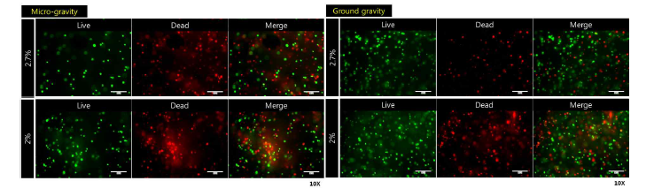 미세중력과 정상중력 상황에서의 혈관내피세포 생존 비교