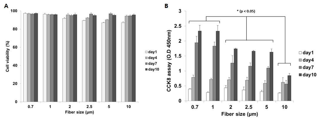 전기 방사 섬유 선폭에 따른 세포 특성 평가. (A) 세포생존률, (B) 세포증식률