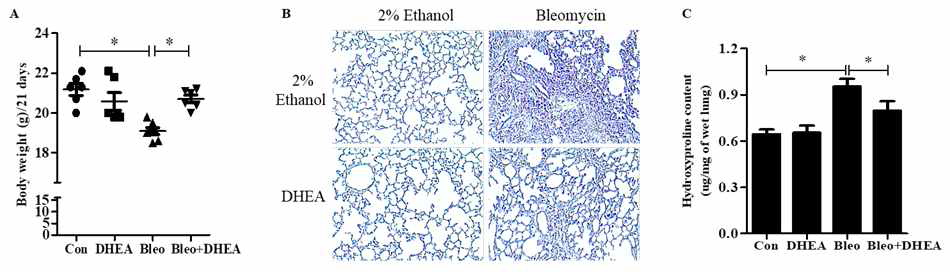 마우스 실험. A. 체중. B. 폐조직 염색. C. hydroxyporline 양