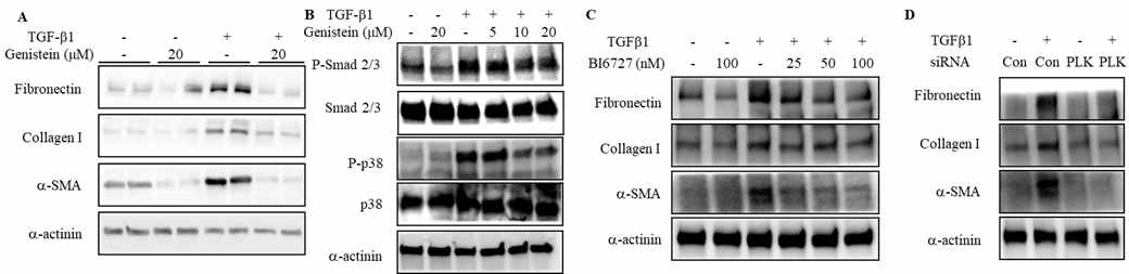 A. Genistein의 항섬유화 효과. B. Genistein의 항섬유화 기전. C. BI6727의 항섬유화 효과. D. PLK1 siRNA 의 항섬유화 기전.