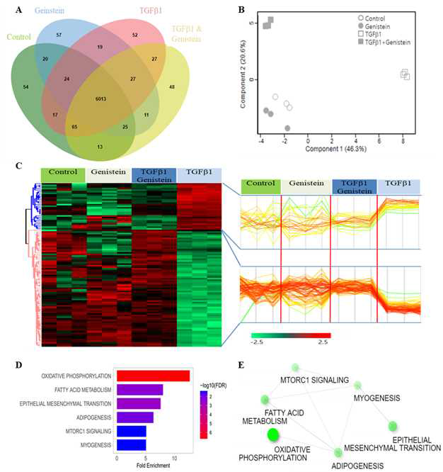 MRC5 세포 모델에서 genistein의 항섬유화 (단백체 분석). A. Venn diagram (6013단백체). B. PCA 분석. C. Heatmap & Clustering 분석. D. Gene Ontology (GO) 분석. E. protein-protein interaction (PPI) 분석.