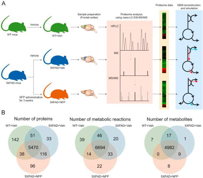 A. 프로테옴 및 대사 네트워크 분석을 위한 nano-LC-MS/MS 및 게놈 규모 대사 모델(GEM). B. 3개의 마 우스 그룹 사이의 단백질, 대사 반응 및 대사 산물의 분포를 보여주는 벤 다이어그램.