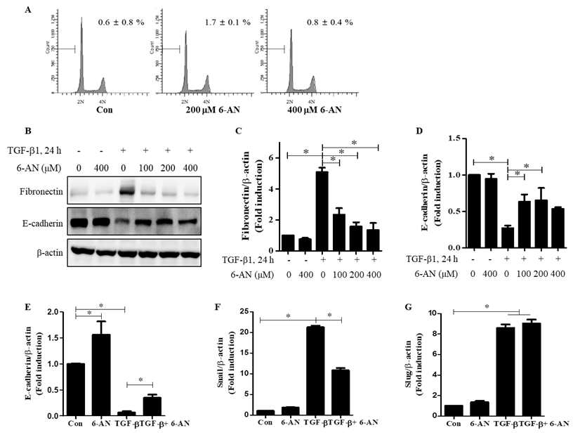 Beas-2B 세포 모델. A. 세포생존. B.western blot. C. fibronectin 양. D. E-cadherin 양. E. E-cadherin mRNA 양. F. Snail mRNA 양. G. Slug mRNA 양.