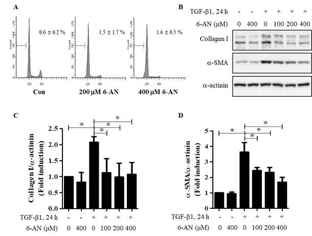 MRC5 세포모델. A. 세포생존. B. western blot. C. collagen 양. D. α-SMA 양.