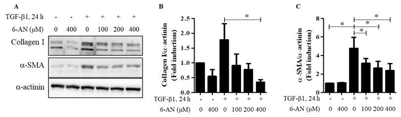 6-AN은 TGFβ1의한 myofibroblast의 분화를 억제함. A. western blot B. collagen 양 C. α-SMA 양