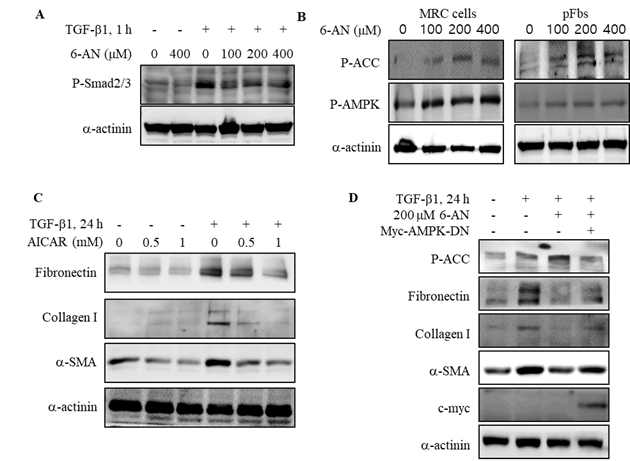 항섬유화 기전. A. Smad2/3 signaling. B. AMPK 활성. C. AICAR 효과.