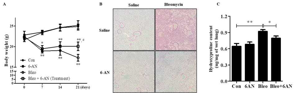마우스 실험. A. 체중곡선. B. 폐조직 염색. C. hydroxyporline 양