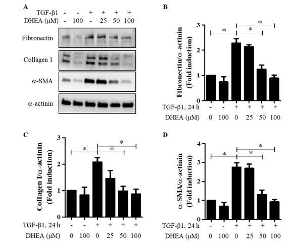 MRC5 세포 모델. A. western blot. B. fibronectin 양. C. collagen 양. D. α-SMA 양.