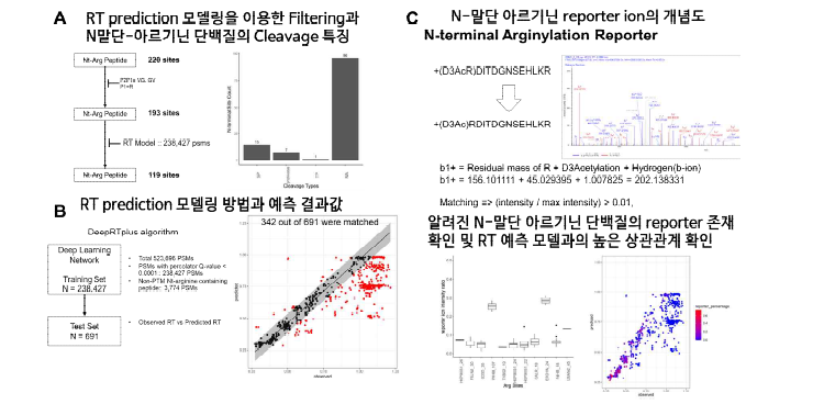 N-말단 아르기닌 수식화 단백질의 위양성(False Positive) 매칭 제거 개념 및 분석결과