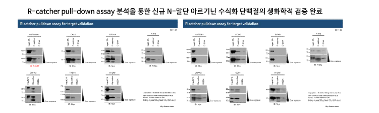 R-catcher 단백질 분석법을 활용한 신규 N-말단 아르기닌화 단백질의 검증