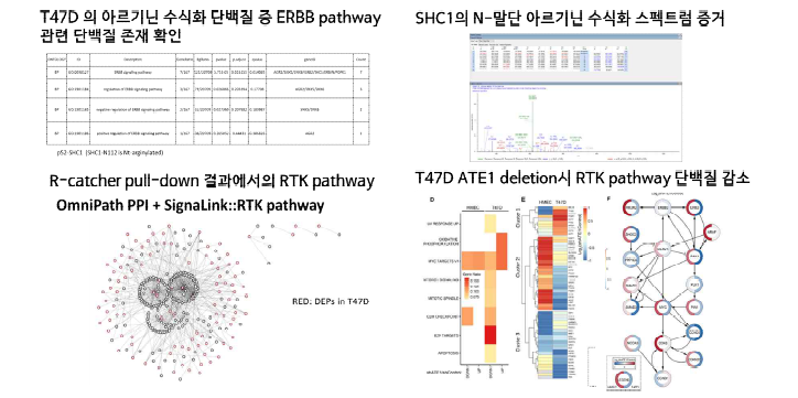 N-말단 아르기닌 수식화 단백질의 RTK pathway 연관성과 T47D 세포주의 ATE1 knock down 변이에서의 RTK pathway 변화 확인