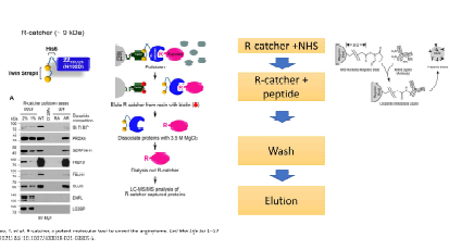 R-catcher 농축 전략