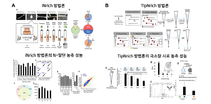 iNrich 방법론과 TipNrich 방법론의 개념도와 N-말단 농축 성능 확인