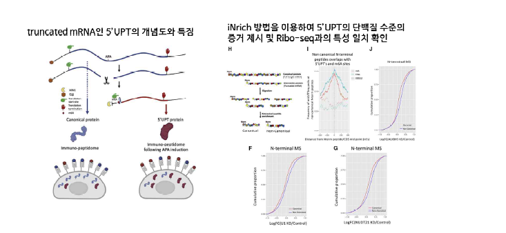 Reuven Agami 박사 연구팀과의 공동연구: 5'UPT의 단백질 발현 iNrich 방법으로 확인