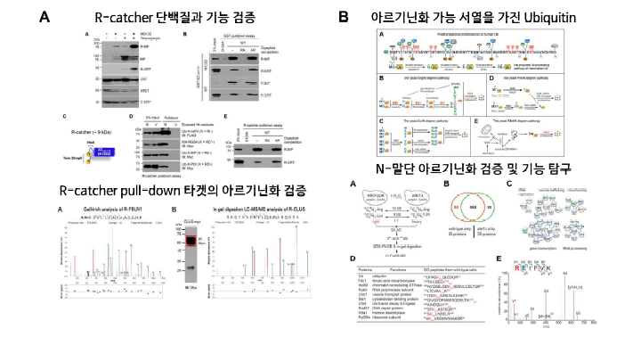 R-catcher 단백질 제작과 검증 및 Ubiquitin의 아르기닌화 검증 및 기능 탐구