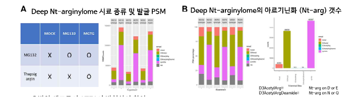 N-말단 아르기닌화 분석을 위한 세포주 확보 및 아르기닌화의 분포 변화 확인