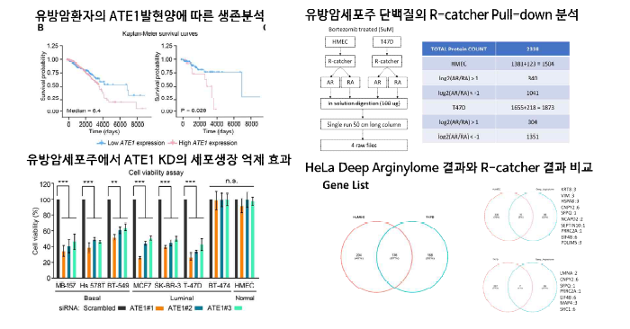 유방암과 ATE1의 상관관계 확인 및 암세포주에서의 ATE1 상관관계 검증. 유방암 세포주 단백질에서의 R-catcher pull-down assay 결과