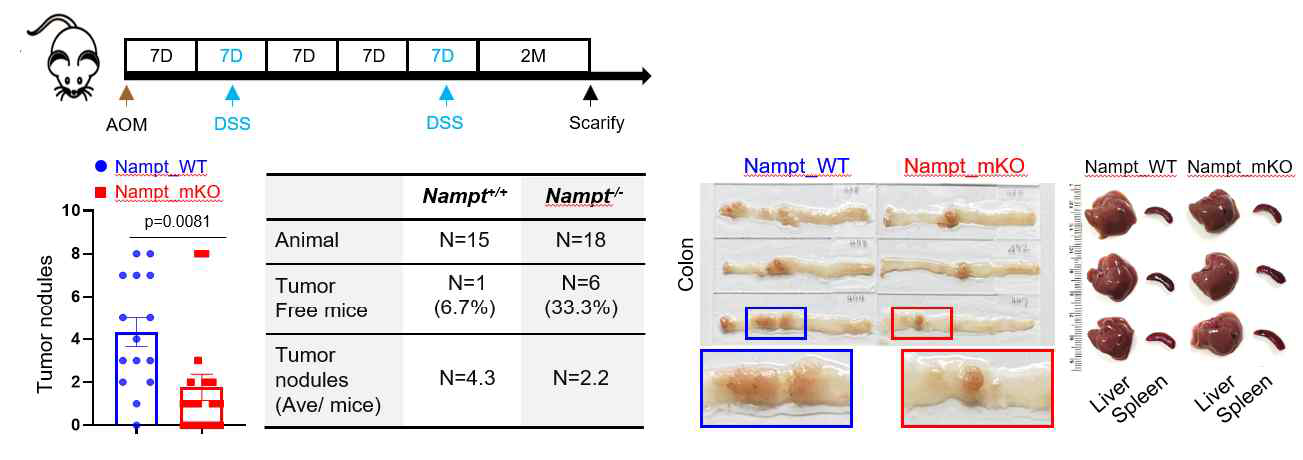 NAMPT mKO mice에서의 AOM/DSS-induced tumorigenesis 감소 확인. AOM/DSS 투 여 전략 및 그에 따른 tumor nodule 수 비교 및 대표적인 colon/liver/spleen images